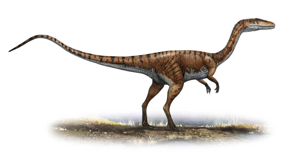 Coelophysis bauri a prehistoric era dinosaur Canvas Art - Sergey KrasovskiyStocktrek Images (19 x 11)