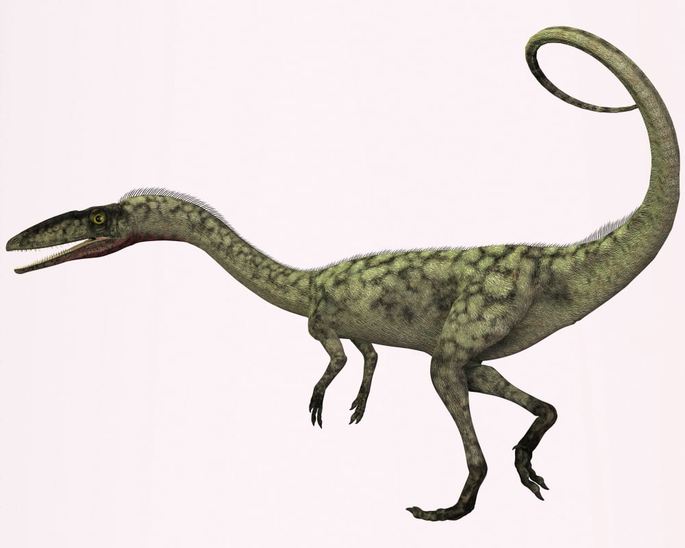 Coelophysis bauri dinosaur from the Triassic Period Canvas Art - Corey FordStocktrek Images (32 x 26)