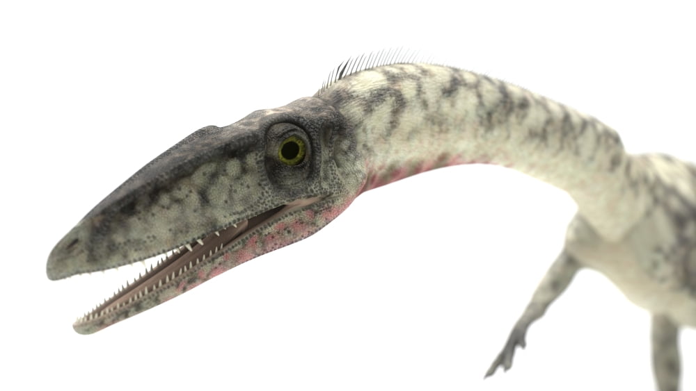 Coelophysis close-up Canvas Art - Kostyantyn IvanyshenStocktrek Images (37 x 21)