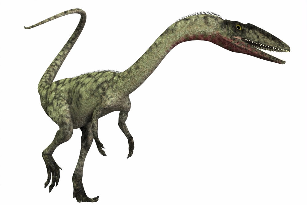 Coelophysis dinosaur Canvas Art - Corey FordStocktrek Images (18 x 12)