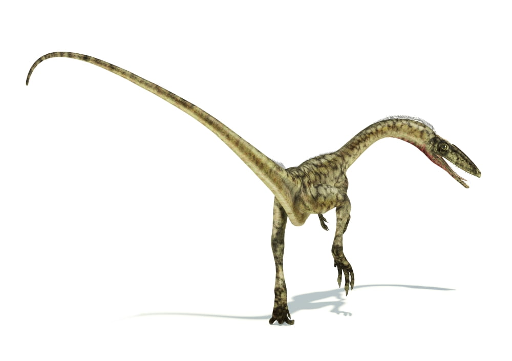 Coelophysis dinosaur on white background Canvas Art - Leonello CalvettiStocktrek Images (17 x 12)