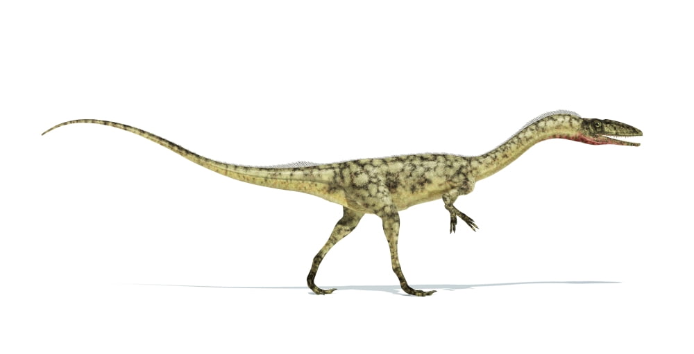 Coelophysis dinosaur on white background Canvas Art - Leonello CalvettiStocktrek Images (20 x 10)