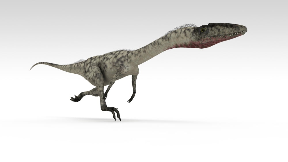 Coelophysis dinosaur white background Canvas Art - Kostyantyn IvanyshenStocktrek Images (19 x 11)