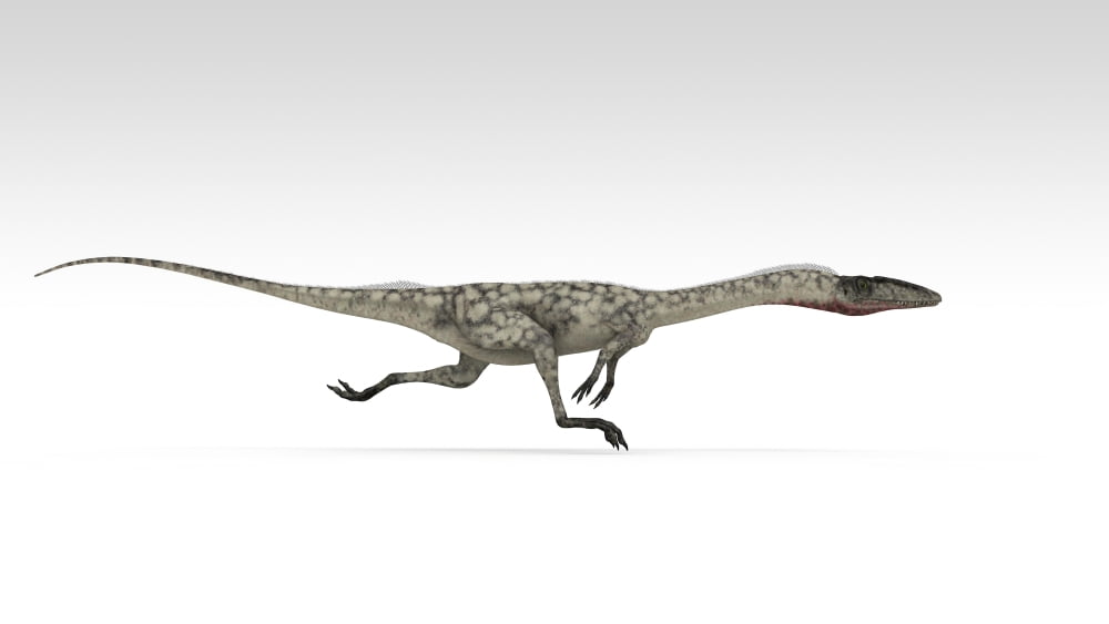 Coelophysis dinosaur white background Canvas Art - Kostyantyn IvanyshenStocktrek Images (19 x 11)