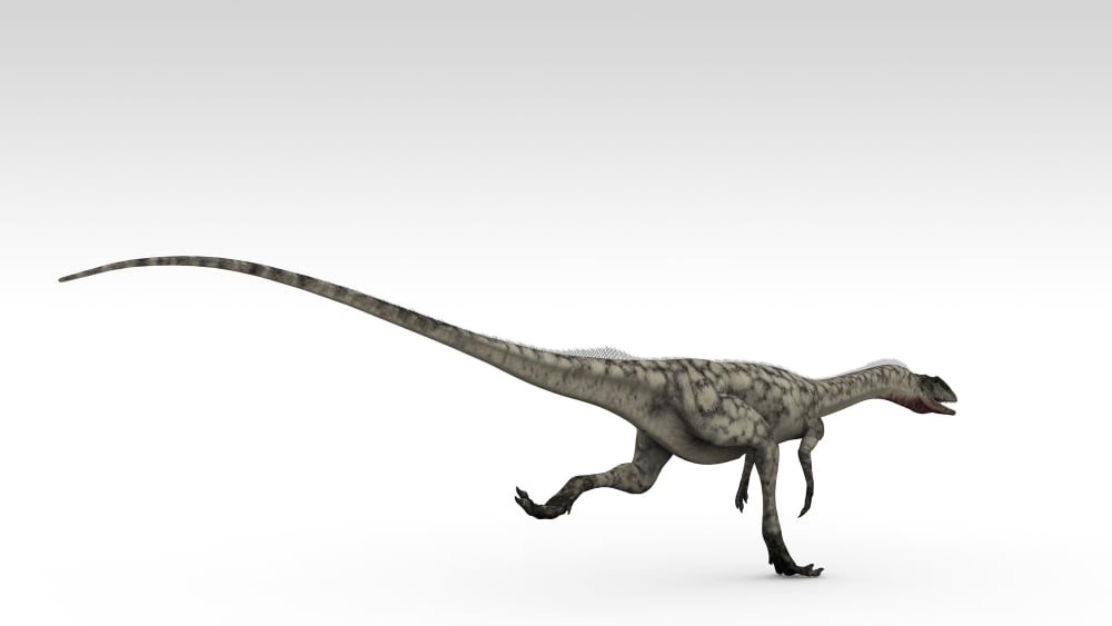 Coelophysis dinosaur white background Canvas Art - Kostyantyn IvanyshenStocktrek Images (19 x 11)