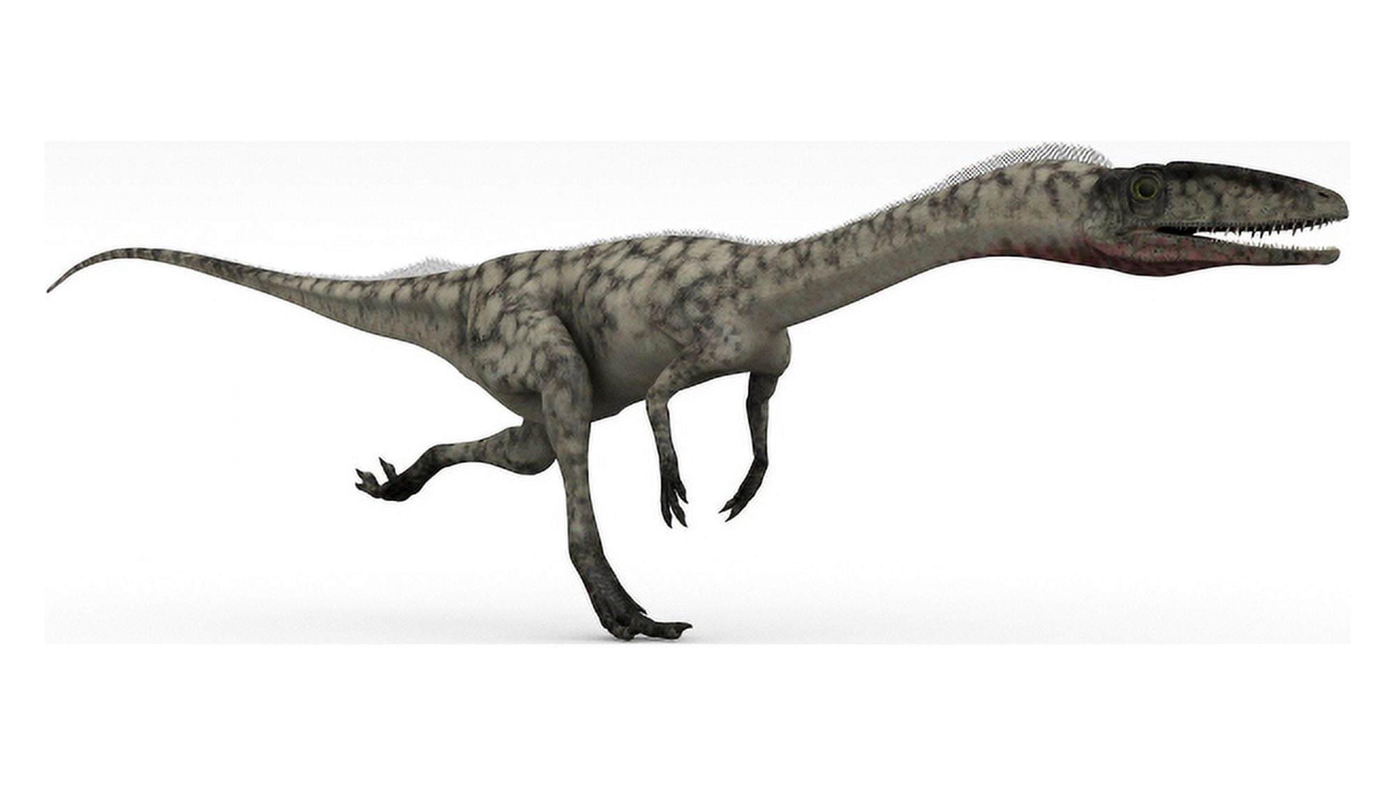 Coelophysis dinosaur white background Canvas Art - Kostyantyn IvanyshenStocktrek Images (38 x 22)