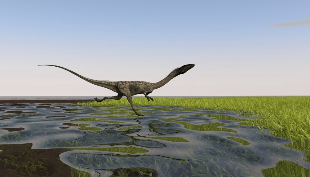 Coelophysis running through swampy water Canvas Art - Kostyantyn IvanyshenStocktrek Images (38 x 22)