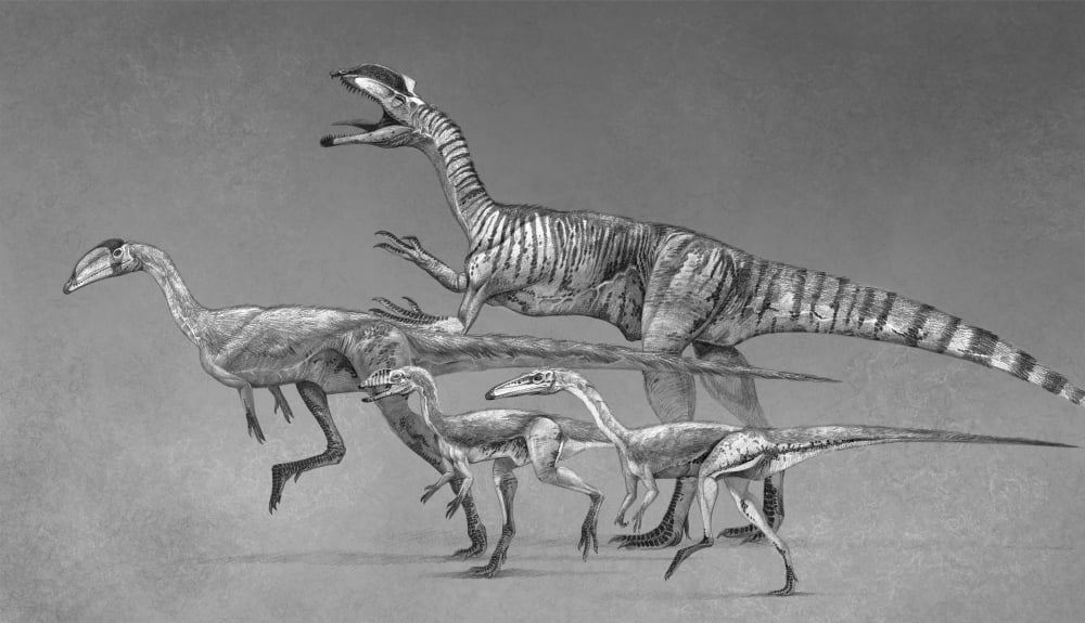 Coelophysoid diversity from the Late Triassic to Early Jurassic Period Canvas Art - Roman Garcia MoraStocktrek Images (19 x 11)