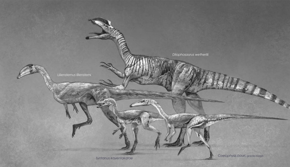 Coelophysoid diversity from the Late Triassic to Early Jurassic Period Canvas Art - Roman Garcia MoraStocktrek Images (19 x 11)