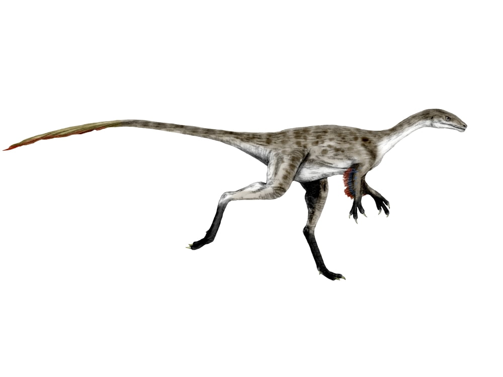 Coelurus dinosaur Canvas Art - Nobumichi TamuraStocktrek Images (17 x 13)