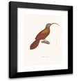 thumbnail image 1 of Coenraad Jacob Temminck 11x14 Black Modern Framed Museum Art Print Titled - Climb Promerops (1838), 1 of 5