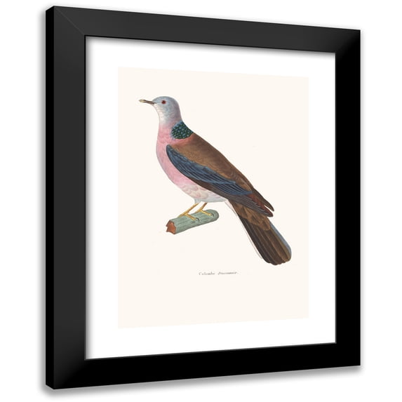 Coenraad Jacob Temminck 11x14 Black Modern Framed Museum Art Print Titled - Colombe Dusumier. (1838)