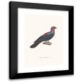 thumbnail image 1 of Coenraad Jacob Temminck 11x14 Black Modern Framed Museum Art Print Titled - Metal Dove. (1838), 1 of 5