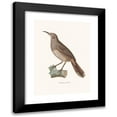 thumbnail image 1 of Coenraad Jacob Temminck 11x14 Black Modern Framed Museum Art Print Titled - Pomatorin Grivele (1838), 1 of 5