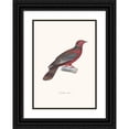 thumbnail image 1 of Coenraad Jacob Temminck 11x14 Black Ornate Wood Framed Double Matted Museum Art Print Titled: Colombe Denise. (1838), 1 of 5