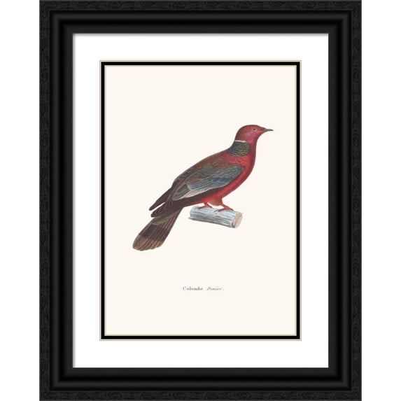 Coenraad Jacob Temminck 11x14 Black Ornate Wood Framed Double Matted Museum Art Print Titled: Colombe Denise. (1838)