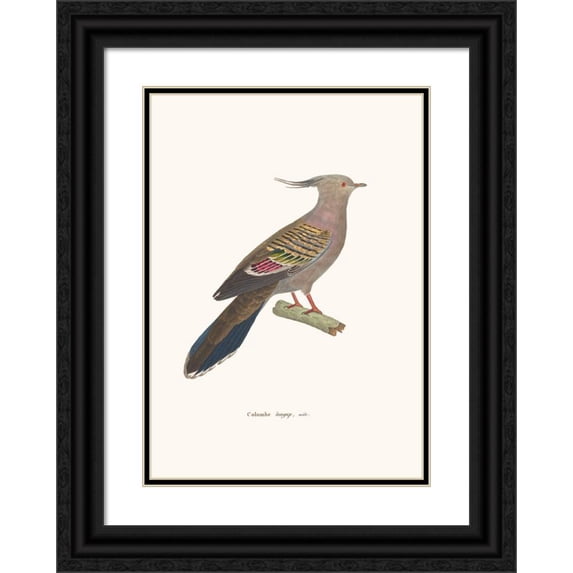 Coenraad Jacob Temminck 11x14 Black Ornate Wood Framed Double Matted Museum Art Print Titled: Colombe Longup (1838)