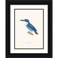 thumbnail image 1 of Coenraad Jacob Temminck 11x14 Black Ornate Wood Framed Double Matted Museum Art Print Titled: Martin-Pecheur Lazuli (1838), 1 of 5