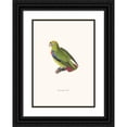 thumbnail image 1 of Coenraad Jacob Temminck 11x14 Black Ornate Wood Framed Double Matted Museum Art Print Titled: Perroquet Has (1838), 1 of 5