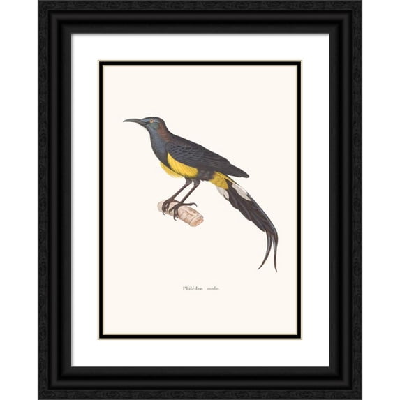 Coenraad Jacob Temminck 11x14 Black Ornate Wood Framed Double Matted Museum Art Print Titled: Philedon Moho. (1838)