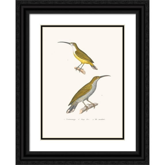 Coenraad Jacob Temminck 11x14 Black Ornate Wood Framed Double Matted Museum Art Print Titled: Soimatea and Longbec. (1838)