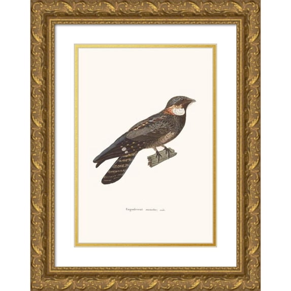 Coenraad Jacob Temminck 11x14 Gold Ornate Wood Frame and Double Matted Museum Art Print Titled - Moustac Numbness. (1838)