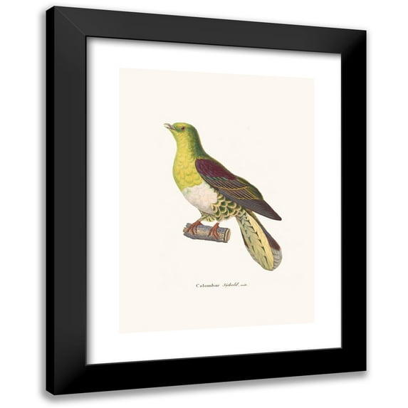 Coenraad Jacob Temminck 14x18 Black Modern Framed Museum Art Print Titled - Colombar Siebold. (1838)