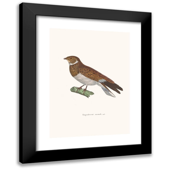 Coenraad Jacob Temminck 14x18 Black Modern Framed Museum Art Print Titled - Engoulevent Nacunda. (1838)
