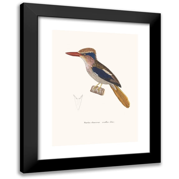 Coenraad Jacob Temminck 14x18 Black Modern Framed Museum Art Print Titled - Martin-Chasseur Oreillon-Bleu (1838)