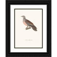 thumbnail image 1 of Coenraad Jacob Temminck 14x18 Black Ornate Wood Framed Double Matted Museum Art Print Titled - Glapissant Dove (1838), 1 of 5