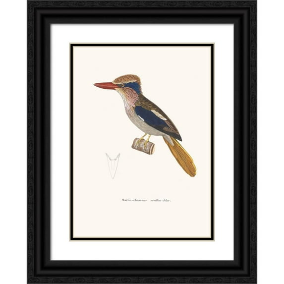 Coenraad Jacob Temminck 14x18 Black Ornate Wood Framed Double Matted Museum Art Print Titled - Martin-Chasseur Oreillon-Bleu (1838)