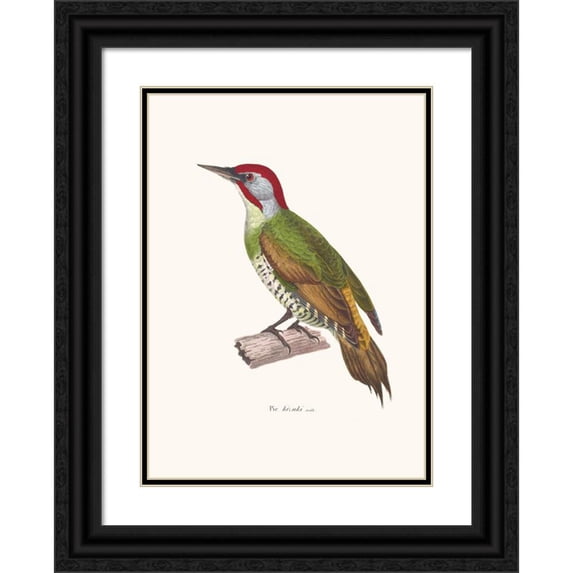 Coenraad Jacob Temminck 14x18 Black Ornate Wood Framed Double Matted Museum Art Print Titled - Pic Kizuki (1838)