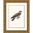 thumbnail image 1 of Coenraad Jacob Temminck 14x18 Gold Ornate Wood Frame and Double Matted Museum Art Print Titled - Moustac Numbness. (1838), 1 of 4