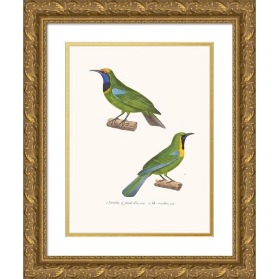 Coenraad Jacob Temminck 14x18 Gold Ornate Wood Frame and Double Matted Museum Art Print Titled - Verdin a Front D’Or (1838)