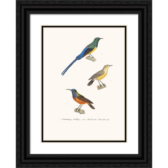 Coenraad Jacob Temminck 18x24 Black Ornate Framed Double Matted Museum Art Print Titled: Metal Souimanga. (1838)