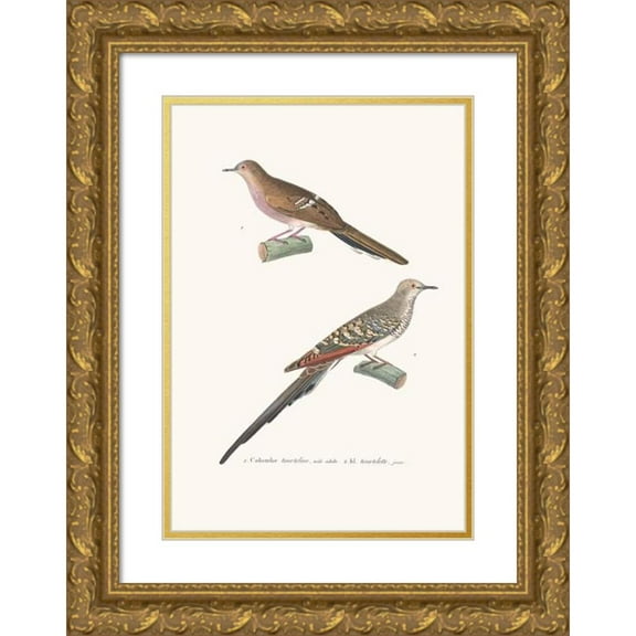 Coenraad Jacob Temminck 18x24 Gold Ornate Framed and Double Matted Museum Art Print Titled - Tourtelette Dove. (1838)