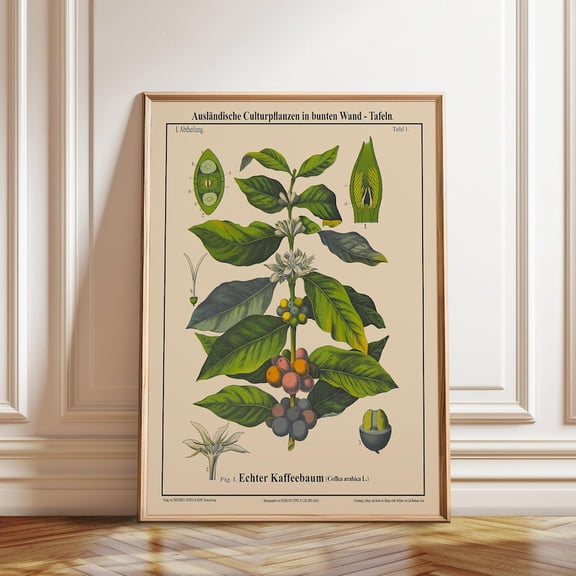 Coffea Arabica Botanical Vintage Coffee Plant Illustration Wall Art Print, Unframed Paper Poster 24x36in