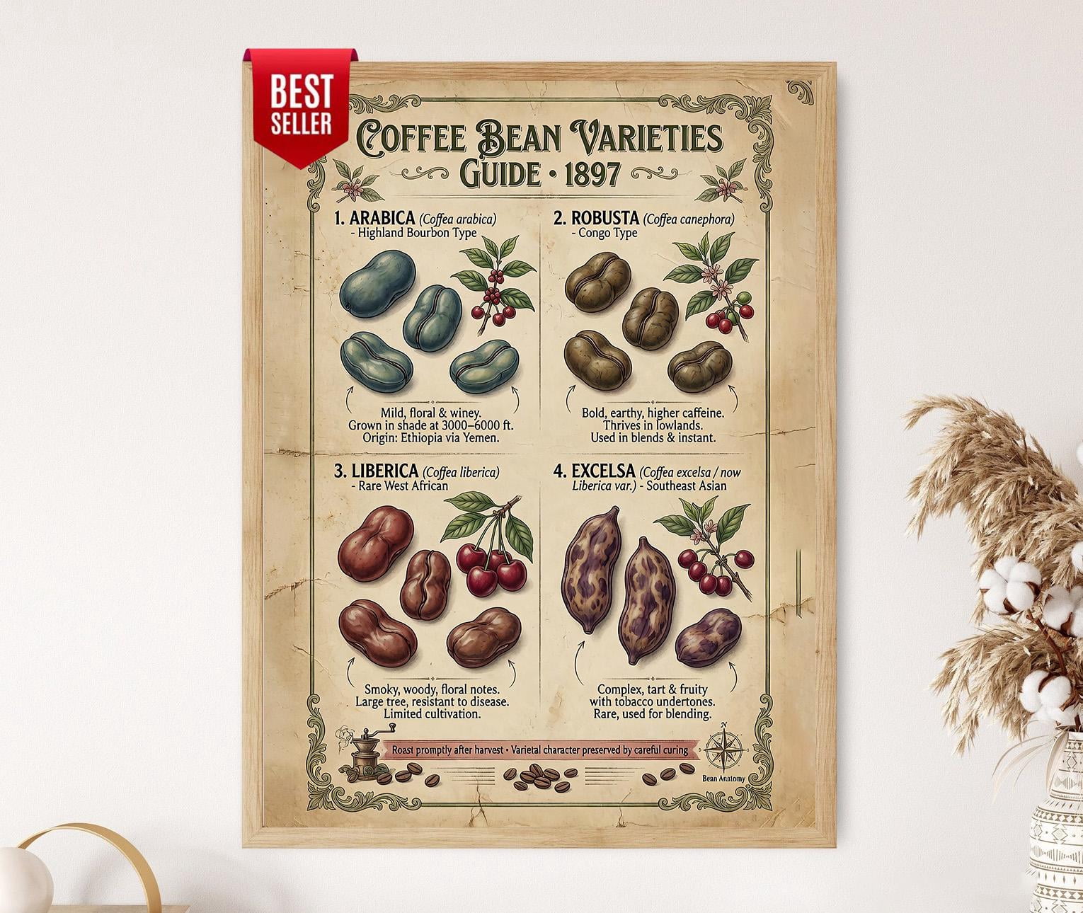 Coffee Bean Varieties Guide Coffee Species Educational Poster , Poster ...