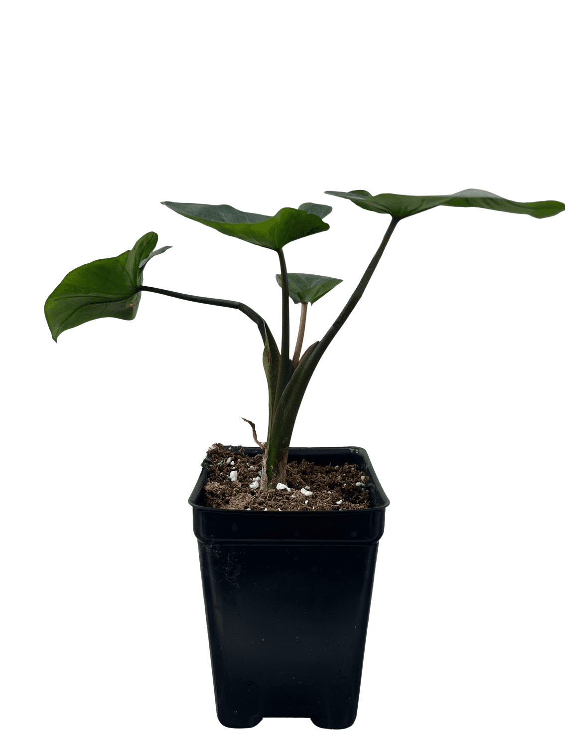 dracaena dracaena sp Medium Dracaena Lemon Lime Cane