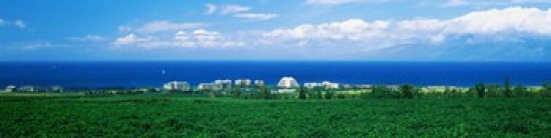 Coffee Field at the oceanside Maui Hawaii USA Canvas Art - Panoramic Images (20 x 5)