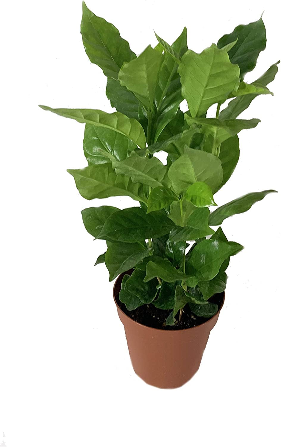 Coffee Plant - Live Plant in a 4 Inch Pot - Coffea Arabica - Beautiful Easy Care Indoor Houseplant