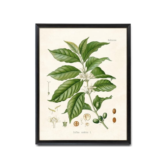 Coffee Plant Study Botanical Print, Unframed Paper Poster 24x36in