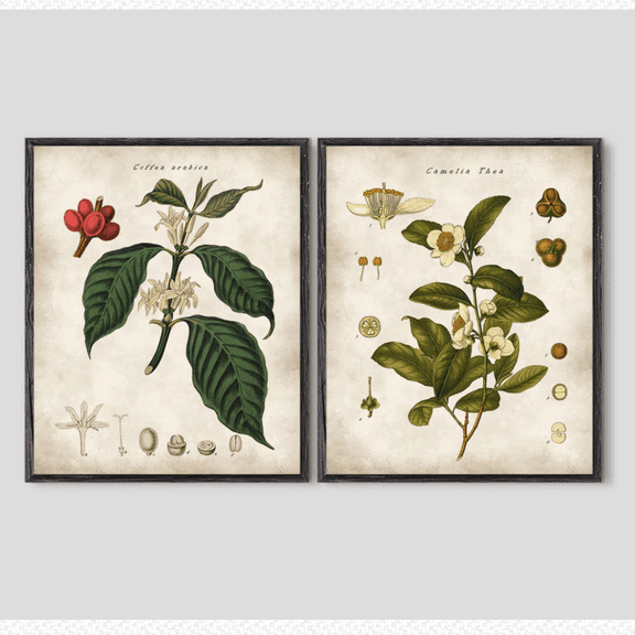 Coffee Tea Plant Botanical Vintage Kitchen Poster Set Set 2 , Poster Only