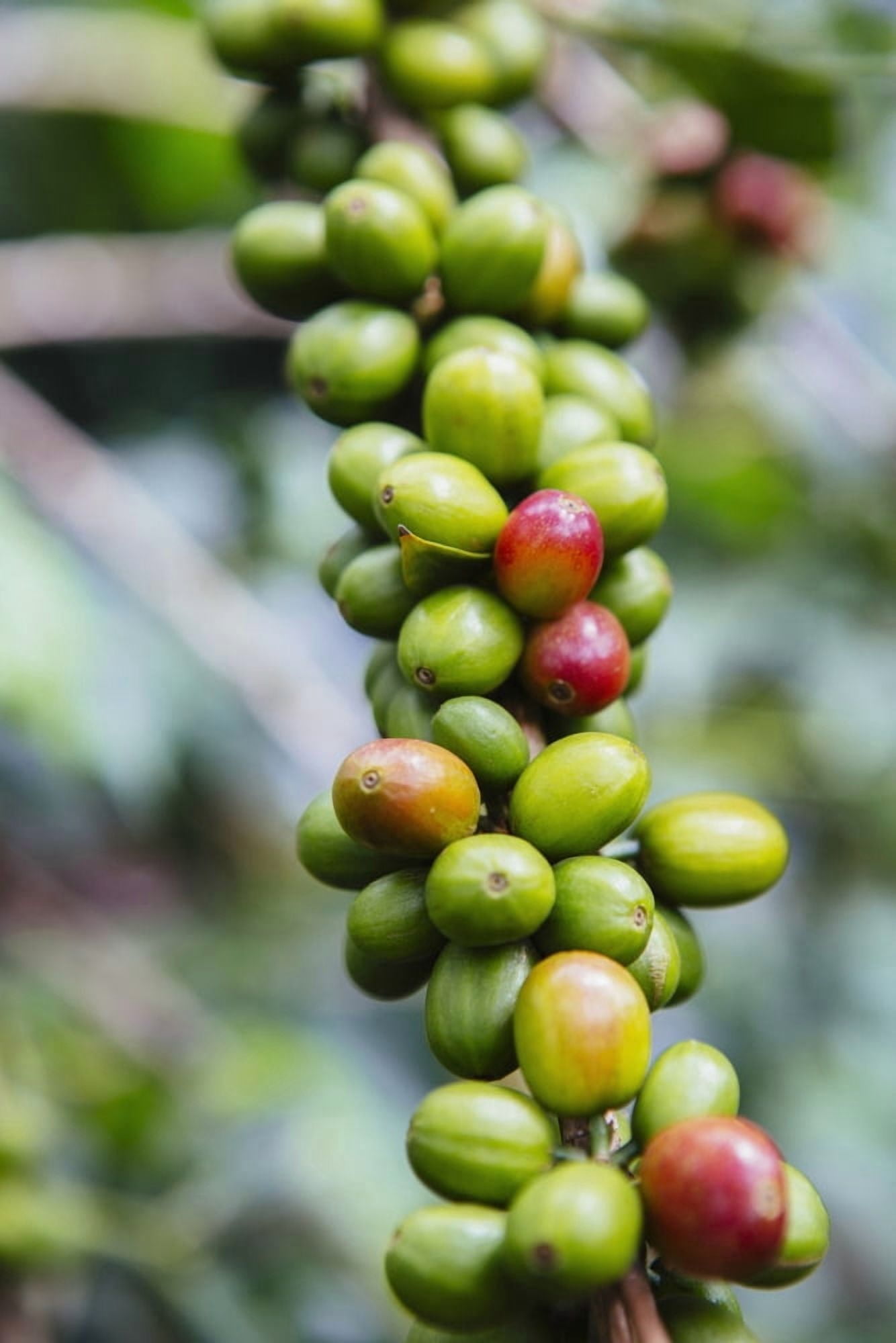Coffee growing in the highlands of Ethiopia Ethiopia Canvas Art - Toby Adamson Design Pics (24 x 38)