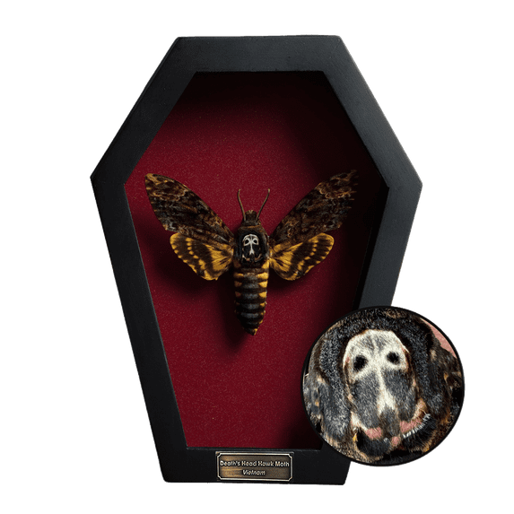 Real Coffin Frame Shadow Box Butterfly Gothic Wall Art Display, Dark Academia Curiosity Decor, Unique Coffin Frame Home Decor for Collectors and Gifts