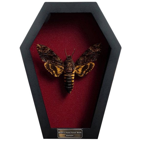 Real Coffin Frame Shadow Box Butterfly Gothic Wall Art Display, Dark Academia Curiosity Decor, Unique Coffin Frame Home Decor for Collectors and Gifts