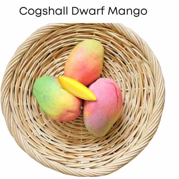 Cogshall Dwarf mango tree GRAFTED Ships in 3 gallons pot to all states. 1 year to fruiting size