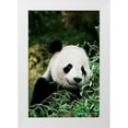 thumbnail image 1 of Cohen, Jessie 17x24 White Modern Wood Framed Museum Art Print Titled - Giant Panda V, 1 of 4