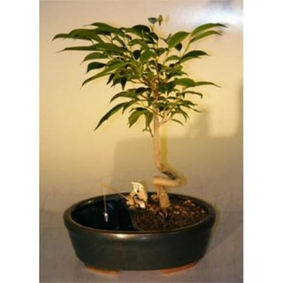 Coiled Trunk Style Ficus Orientalis Ficus Bonsai Tree in a Water & Land Container
