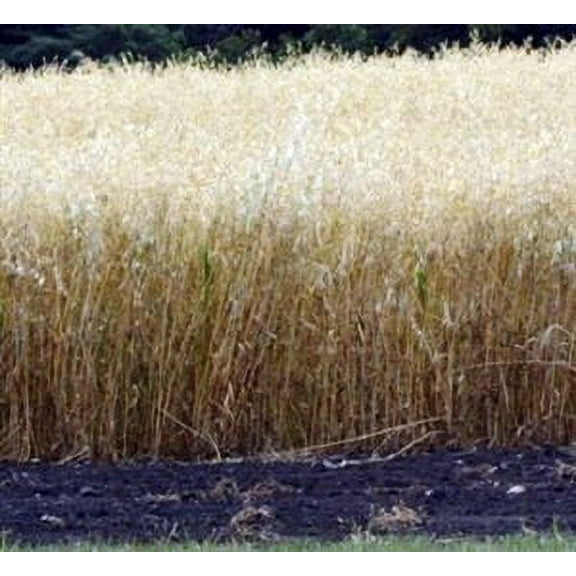 Coker 227 Oats Seed - 5 Lbs.